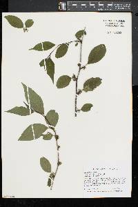 Ilex montana image