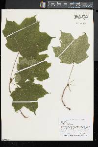 Acer nigrum image