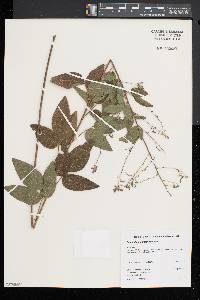 Desmodium glabellum image