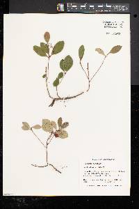 Gaultheria procumbens image