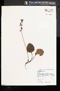 Pyrola americana image