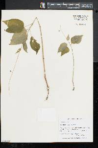 Circaea canadensis image