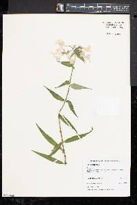 Phlox maculata image