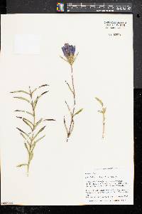 Gentiana linearis image