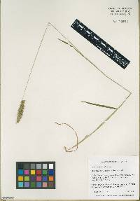Anthoxanthum odoratum image