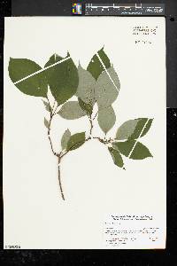 Cornus alternifolia image