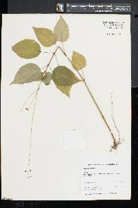 Circaea canadensis image