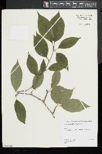 Ilex montana image