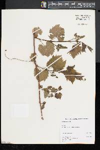 Vitis riparia image