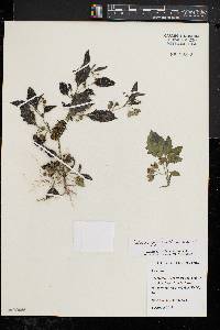 Solanum ptychanthum image