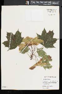 Acer platanoides image