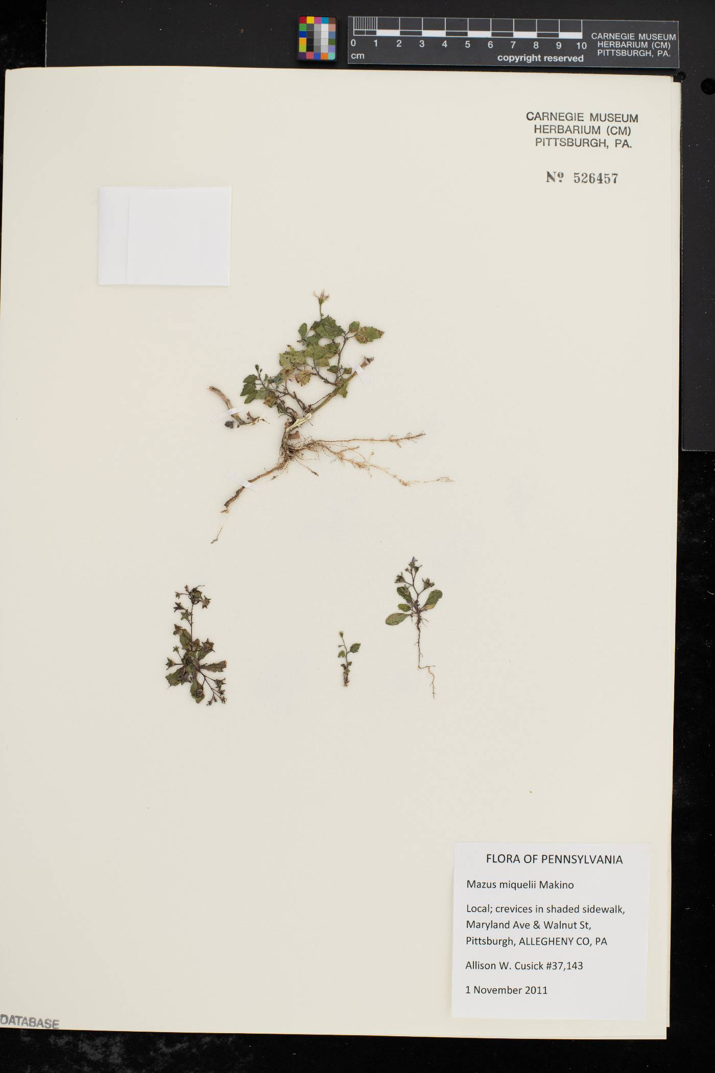 Mazus miquelii image