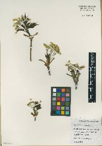 Acer platanoides image