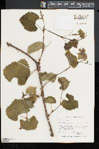 Vitis cinerea image