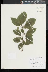 Ilex montana image