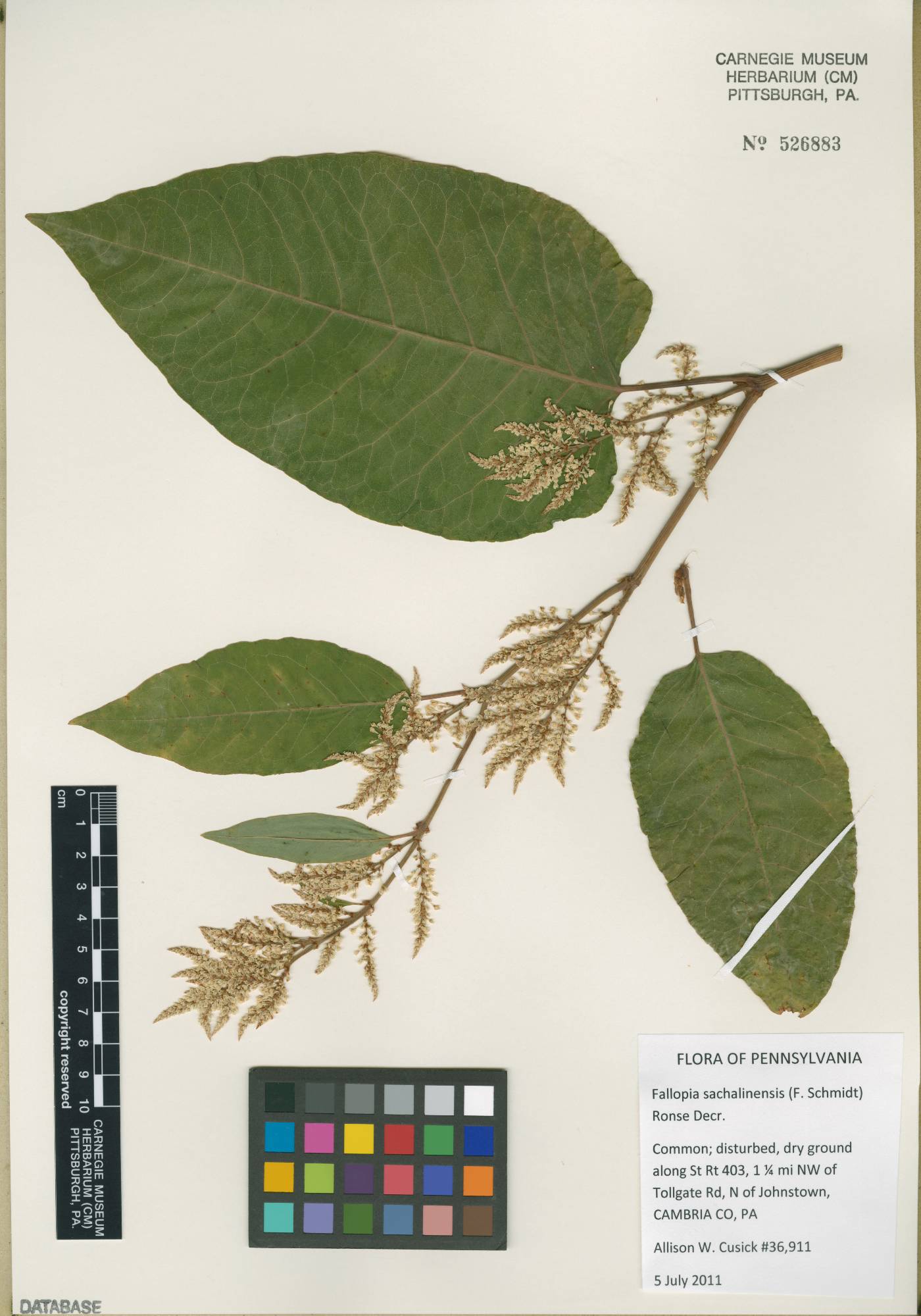 Reynoutria × bohemica image