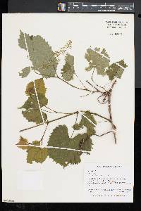 Vitis vulpina image