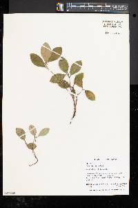 Gaultheria procumbens image