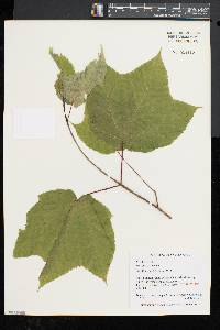 Acer pensylvanicum image