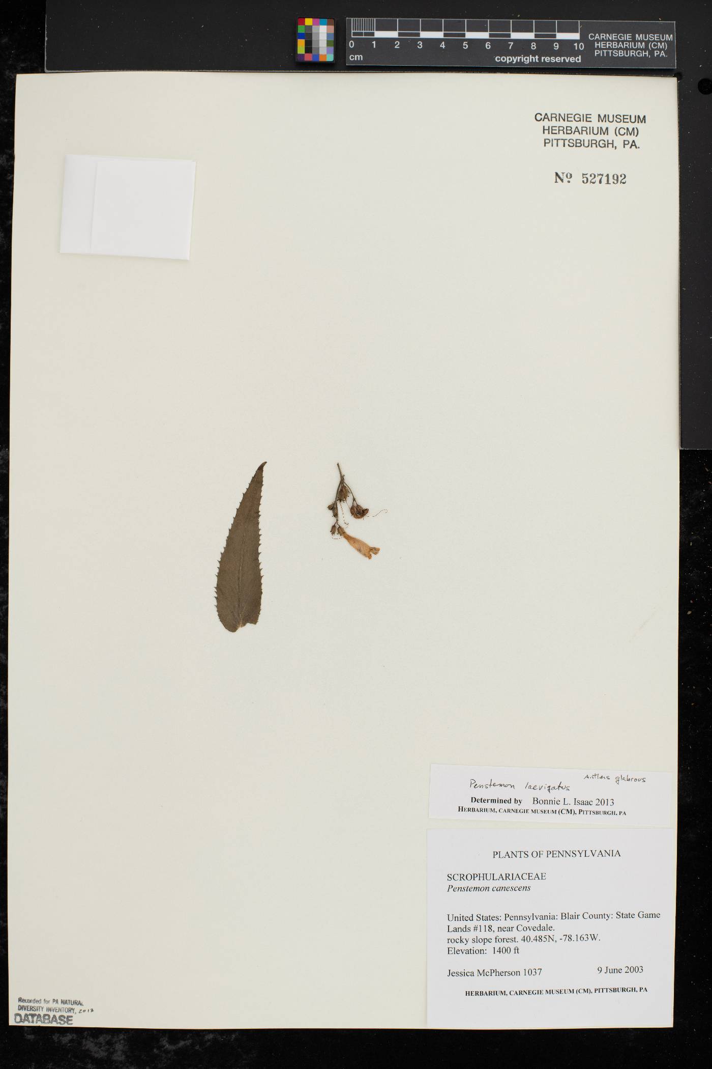 Penstemon laevigatus image