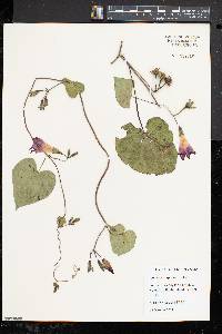 Ipomoea purpurea image