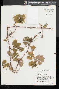 Vitis riparia image