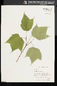 Acer pensylvanicum image