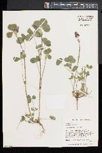 Trifolium incarnatum image