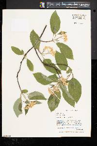 Cornus racemosa image