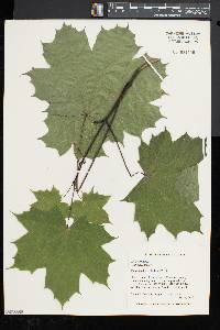 Acer platanoides image