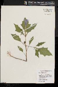 Datura stramonium image