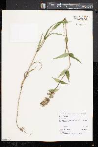 Phlox maculata image