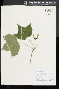 Acer nigrum image