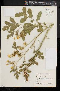 Solanum rostratum image