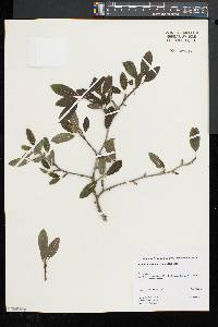 Ilex mucronata image