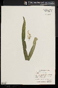 Stenanthium gramineum image