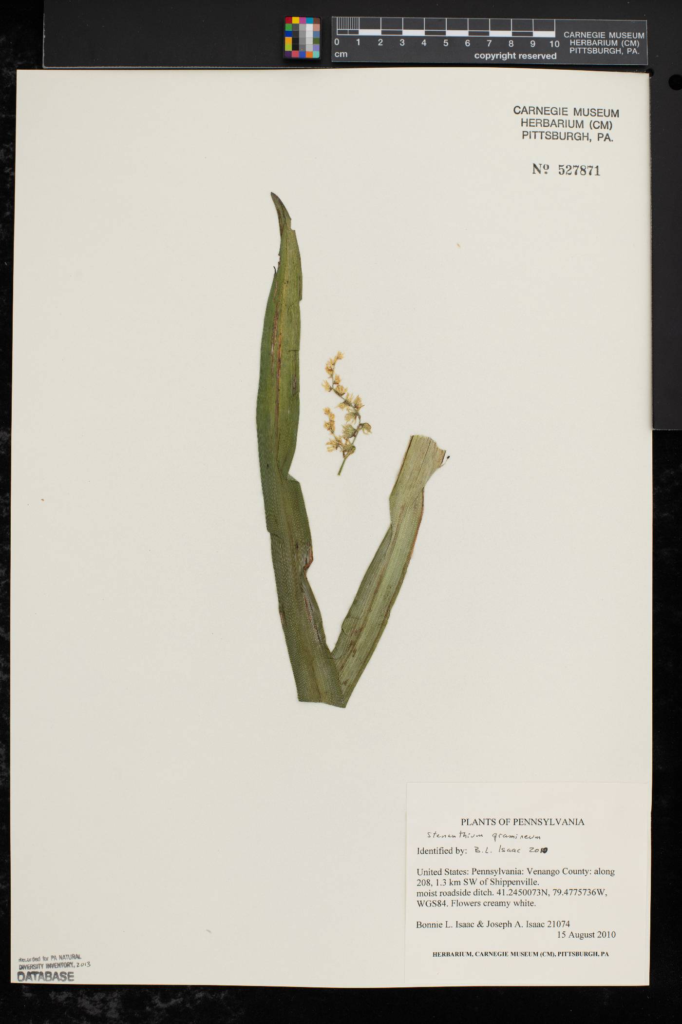 Stenanthium gramineum image