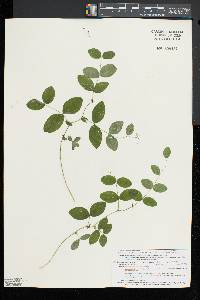 Lathyrus ochroleucus image