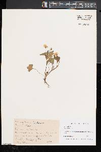 Viola pubescens var. scabriuscula image