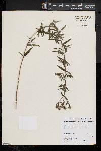 Pycnanthemum virginianum image