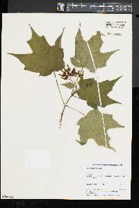 Acer nigrum image