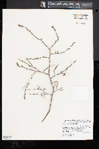 Leucothoe racemosa image