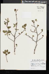 Ilex mucronata image