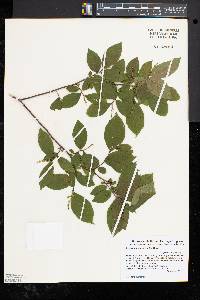 Leucothoe racemosa image