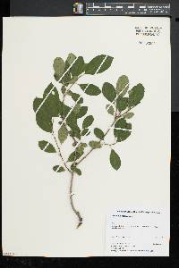 Rhamnus cathartica image