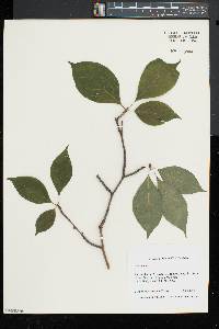 Ilex montana image