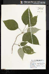 Cornus alternifolia image