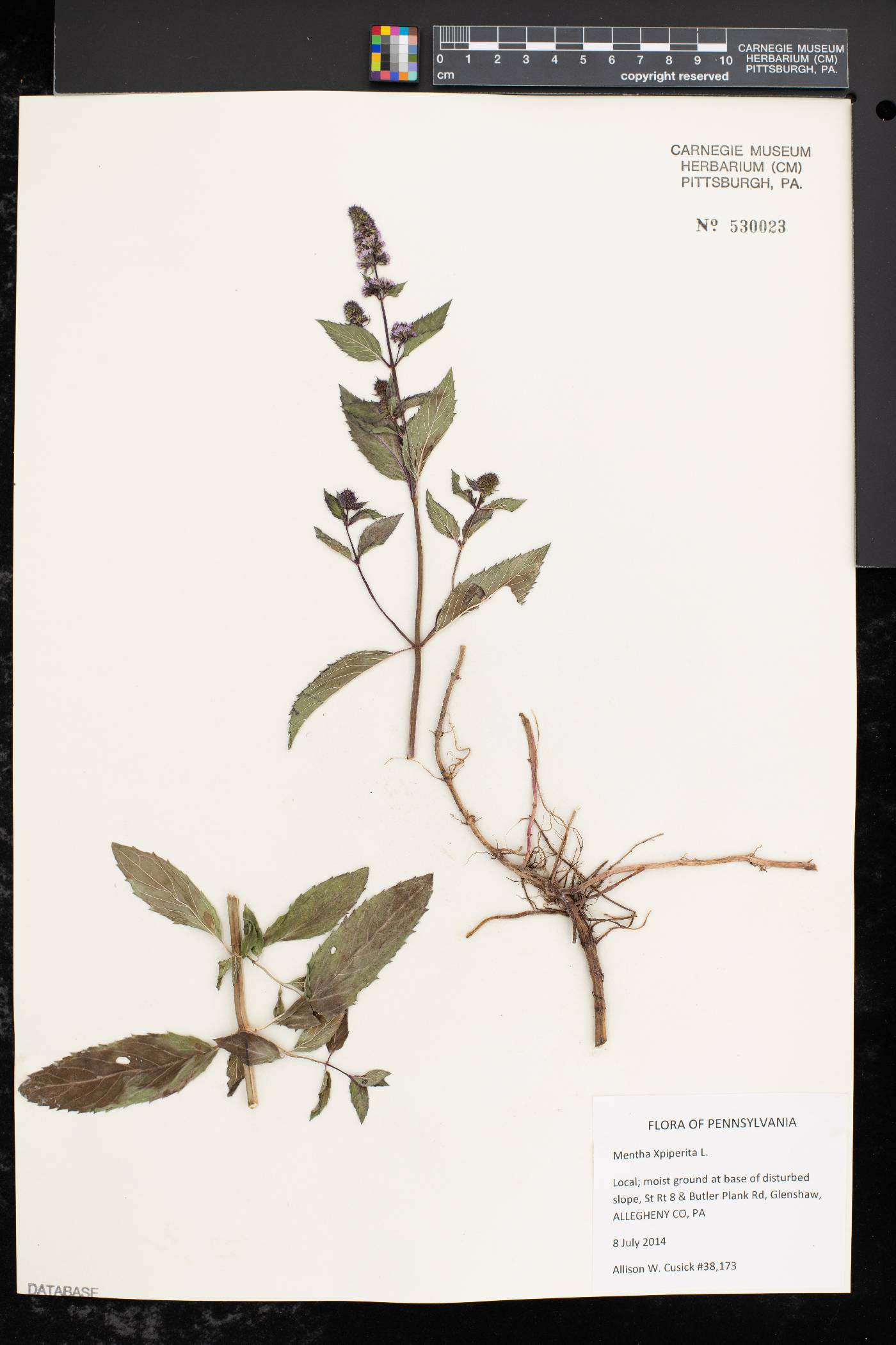 Mentha × piperita image