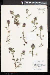 Lamium purpureum image