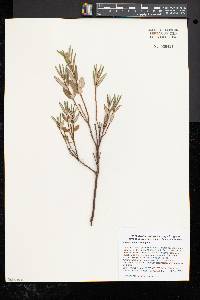 Kalmia polifolia image